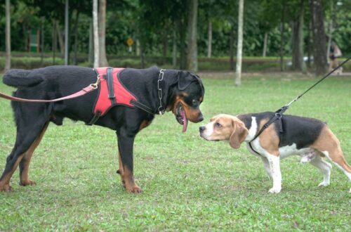 Két kutya, egy rottweiler és egy beagle, találkozik a parkban, mindketten pórázon.