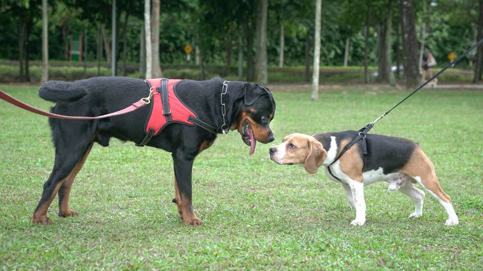 Két kutya, egy rottweiler és egy beagle, találkozik a parkban, mindketten pórázon.
