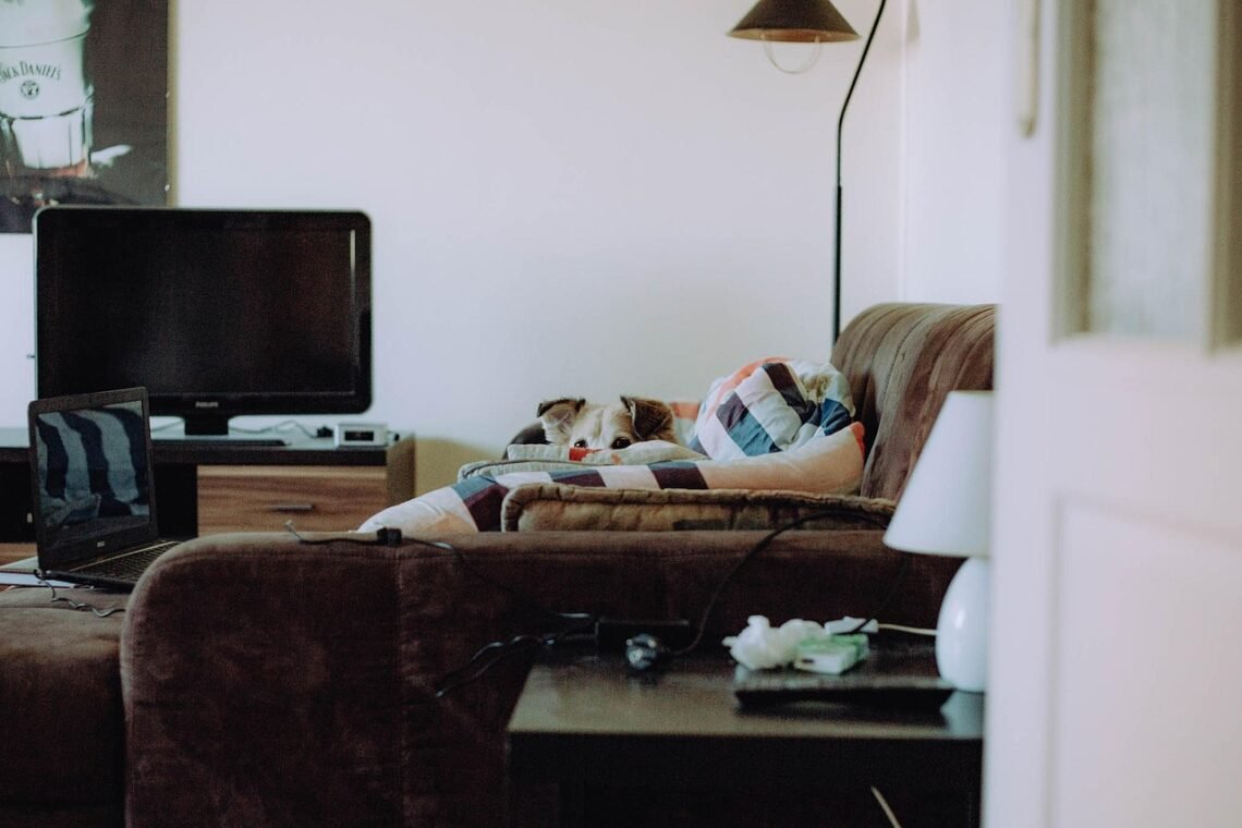 Egy kényelmes nappali, ahol egy kutya pihen a kanapén, takaró alatt.