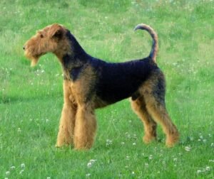 Airedale terrier