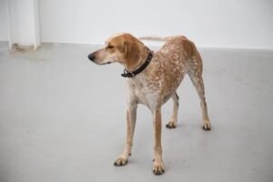 American English Coonhound