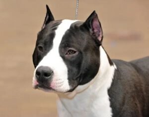 American Staffordshire Terrier