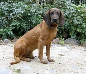 Bavarian Mountain Scent Hound