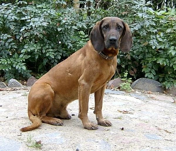 Bavarian Mountain Scent Hound