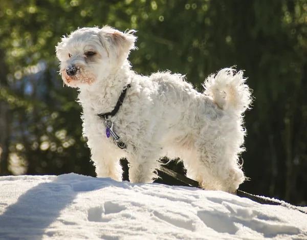 Bichon havanese
