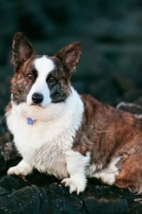 Cardigan Welsh Corgi