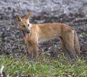 Carolina Dog