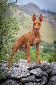 Cirneco dell'Etna