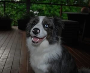 Collie