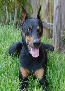 Dobermann