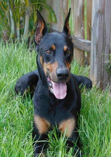 Dobermann