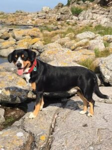 Entlebucher Mountain Dog