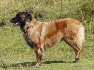 Estrela Mountain Dog