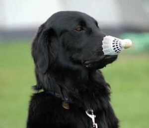 Flat-Coated Retriever