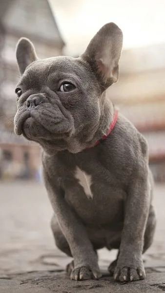 Francia bulldog