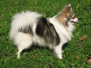 German Spitz