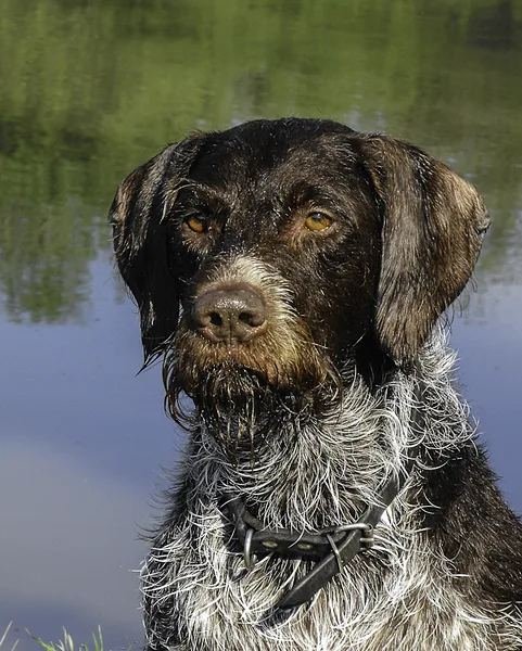 German Wirehaired Pointer