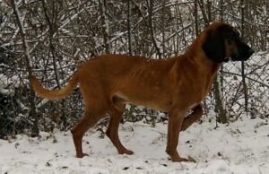 Hanoverian Scenthound