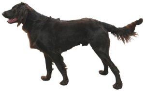 Hosszúszőrű német vizsla