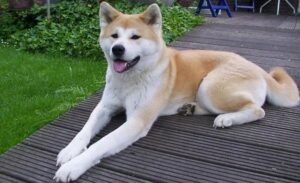 Japanese Akitainu