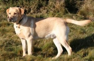 Labrador retriever