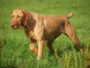 Magyar vizsla