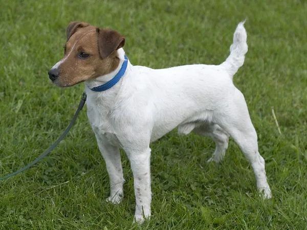 Parson Russell Terrier