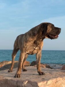 Perro de Presa Canario