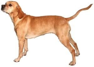 Portuguese Pointer