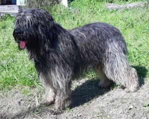 Portuguese Sheepdog
