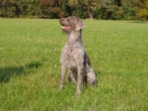 Slovakian Wirehaired Pointer