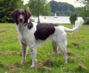 Small Munsterlander
