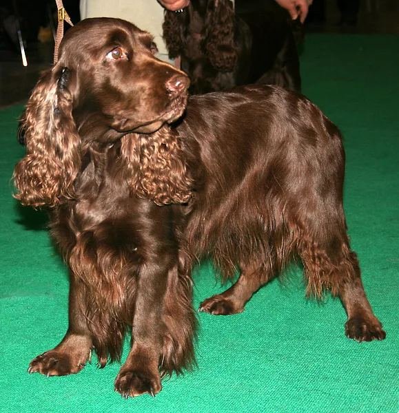 Sussex Spaniel