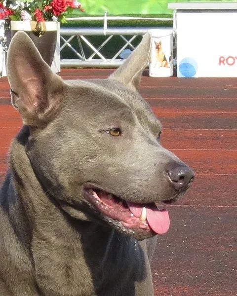 Thai Ridgeback