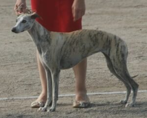 Whippet