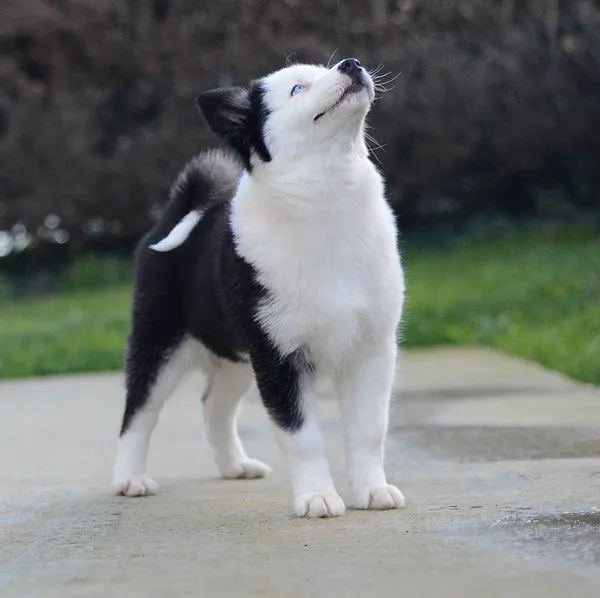 Yakutian Laika